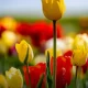 Hoje começa a primavera. 
Um tempo de recomeços, de mais luz e de esperança reno…