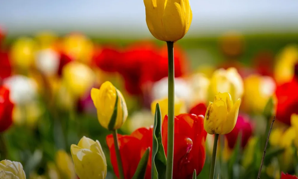 Hoje começa a primavera. 
Um tempo de recomeços, de mais luz e de esperança reno…