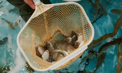 No dia 20 de março, a equipa da Estação Piloto de Piscicultura de Olhão (IPMA) l…