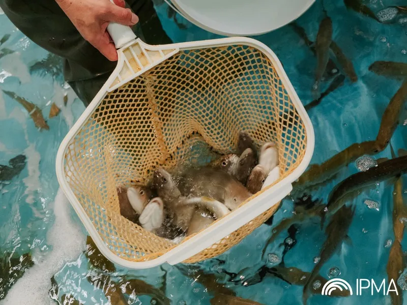 No dia 20 de março, a equipa da Estação Piloto de Piscicultura de Olhão (IPMA) l…