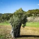 Oliveiras milenares furtadas em Aljustrel com prejuízo de 120 mil euros