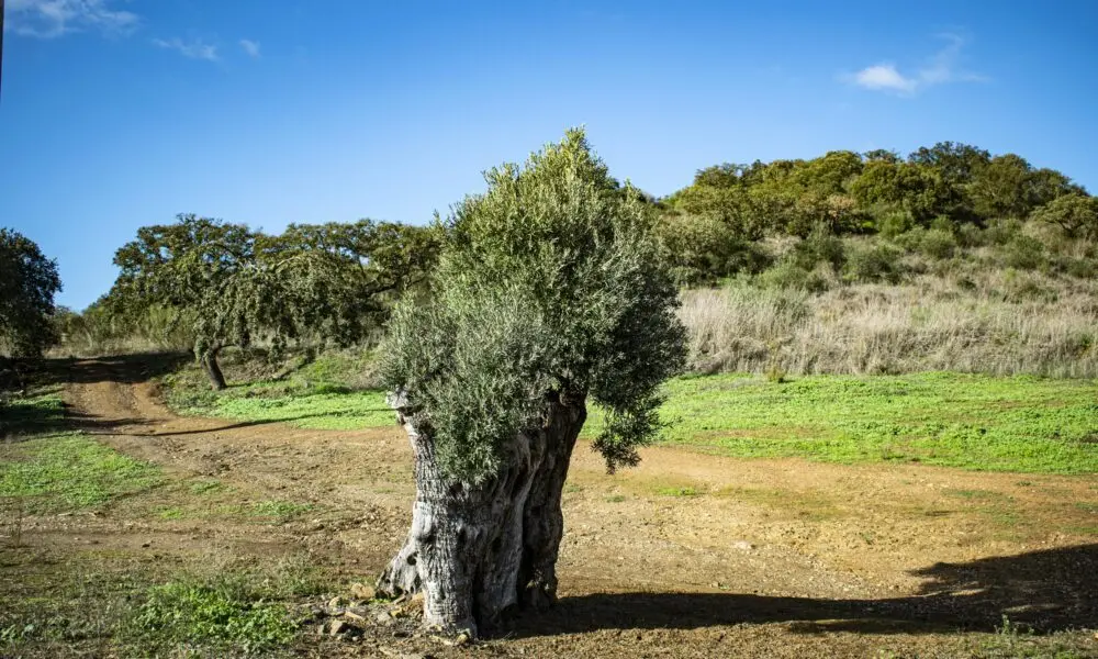 Oliveiras milenares furtadas em Aljustrel com prejuízo de 120 mil euros