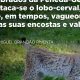 Os relatos falam de um felino corpulento, mas ágil, escondido nos matagais duran…
