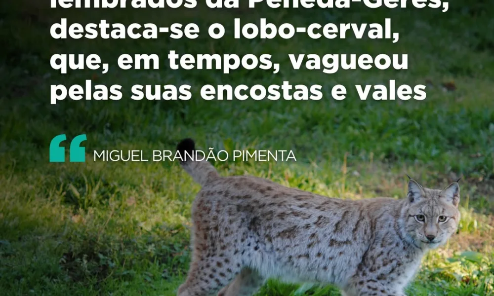 Os relatos falam de um felino corpulento, mas ágil, escondido nos matagais duran…