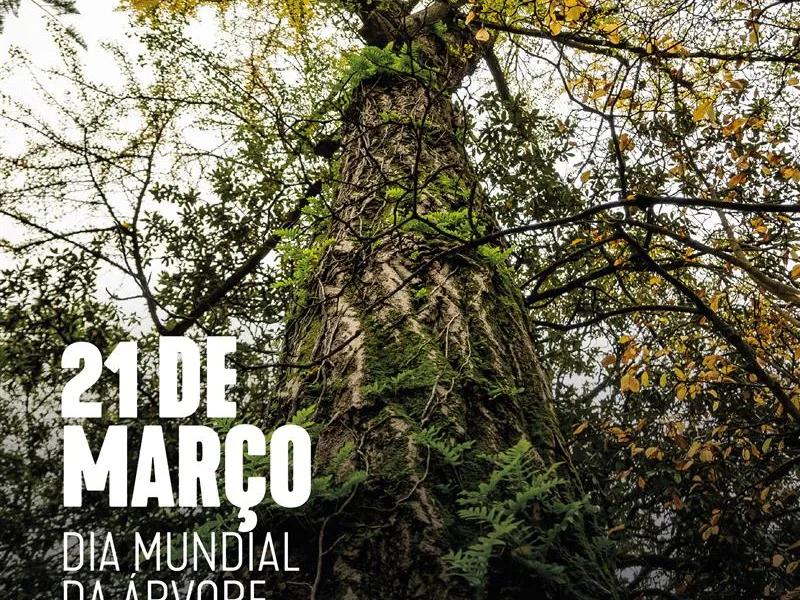 Para assinalar o Dia Mundial da Poesia e o Dia Mundial da Árvore, partilhamos “A…