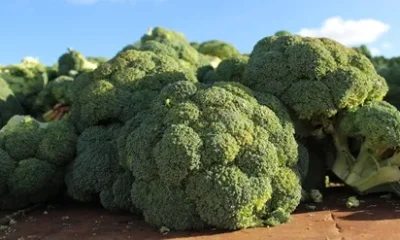 Anuário Agrícola de Alqueva 2025 já disponível