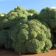 Anuário Agrícola de Alqueva 2025 já disponível