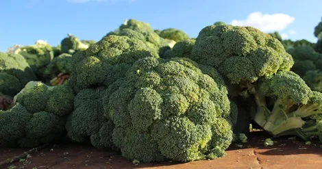 Anuário Agrícola de Alqueva 2025 já disponível