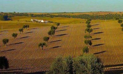 Mau tempo no Baixo Alentejo devasta colheitas e duplica mortalidade pecuária