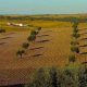 Mau tempo no Baixo Alentejo devasta colheitas e duplica mortalidade pecuária