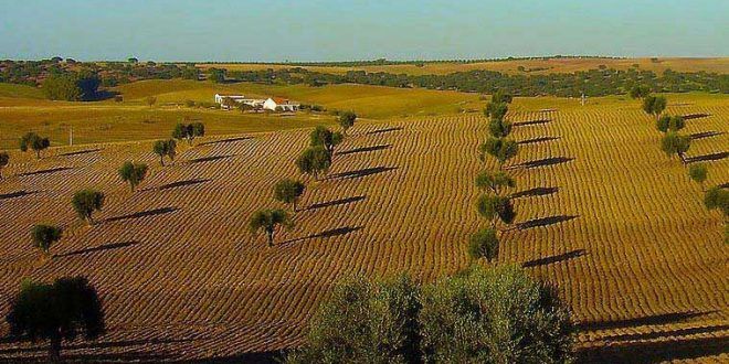 Mau tempo no Baixo Alentejo devasta colheitas e duplica mortalidade pecuária