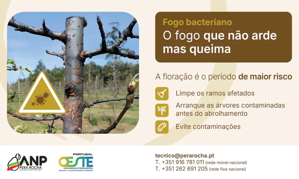 Oeste em alerta máximo contra fogo bacteriano durante a floração