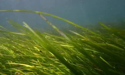 Ocean Alive defende proteção das pradarias marinhas no Dia Mundial das Ervas Marinhas