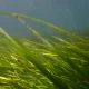 Ocean Alive defende proteção das pradarias marinhas no Dia Mundial das Ervas Marinhas