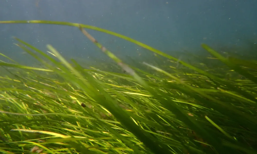 Ocean Alive defende proteção das pradarias marinhas no Dia Mundial das Ervas Marinhas