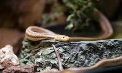 Estudo explica porque as cobras conseguem sobreviver sem comer