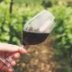 Vinhos de Pias conquistam duas medalhas de ouro na Alemanha