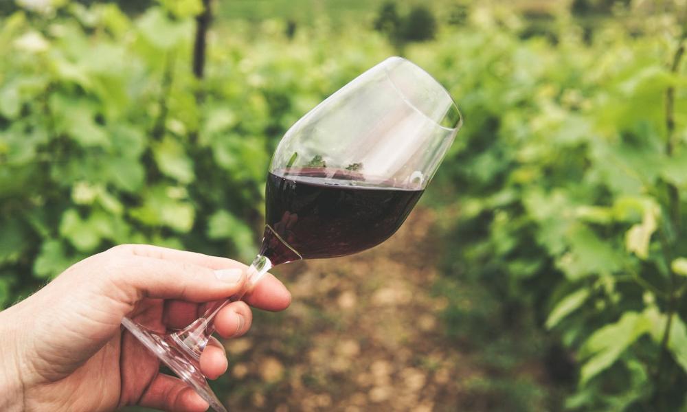 Vinhos de Pias conquistam duas medalhas de ouro na Alemanha