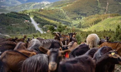 CM Pampilhosa da Serra / Pampilhosa da Serra integra novo regime de apoios à pecuária extensiva