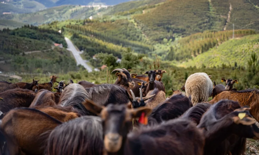 CM Pampilhosa da Serra / Pampilhosa da Serra integra novo regime de apoios à pecuária extensiva
