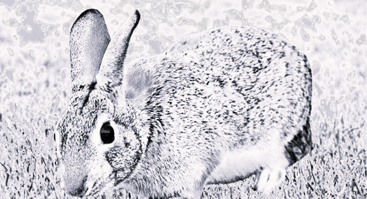 Operação “Artémis 2025/2026” – Cerca de 11 mil caçadores fiscalizados e 133 detenções por caça ilegal