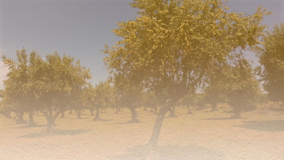 𝗙𝗲𝗶𝗿𝗮 𝗱𝗲 𝗦𝗮̃𝗼 𝗠𝗮𝗿𝗰𝗼𝘀 𝟮𝟬𝟮𝟲 
dia 24 de abril