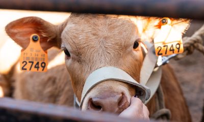 Os comentários foram desativados para esta publicação.