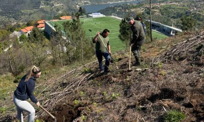 Ação de reflorestação nos Baldios de Oliveira do Douro reforça compromisso ambiental em Cinfães