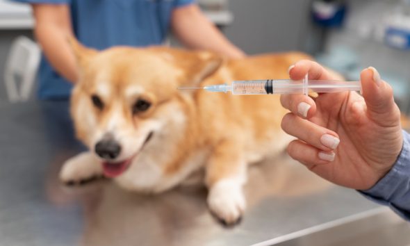 Amarante promove campanha de vacinação antirrábica e identificação eletrónica de canídeos de 11 de maio a 22 de junho