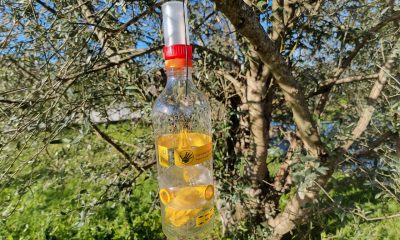 Lousada reforça combate à vespa velutina com distribuição gratuita de armadilhas aos munícipes