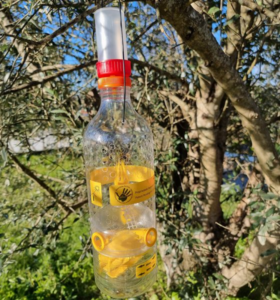 Lousada reforça combate à vespa velutina com distribuição gratuita de armadilhas aos munícipes