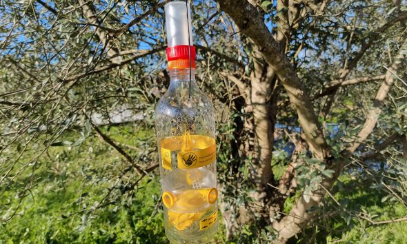 Lousada reforça combate à vespa velutina com distribuição gratuita de armadilhas aos munícipes