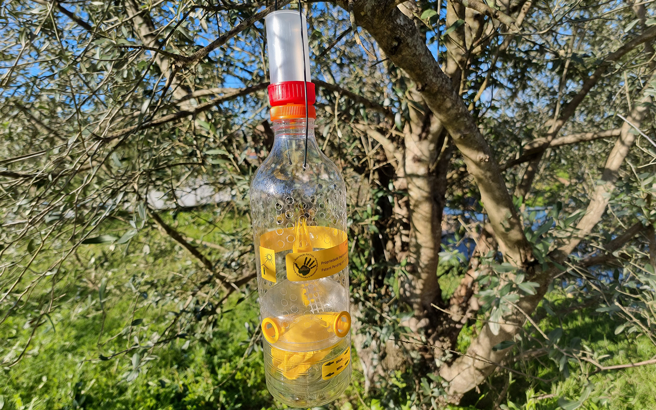 Lousada reforça combate à vespa velutina com distribuição gratuita de armadilhas aos munícipes