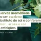 As ervas aromáticas são muito utilizadas em saladas, sopas, marinadas, carnes, …