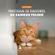 Associação Ajuda Animais de Amarante procura dadores de sangue felino para 30 de abril