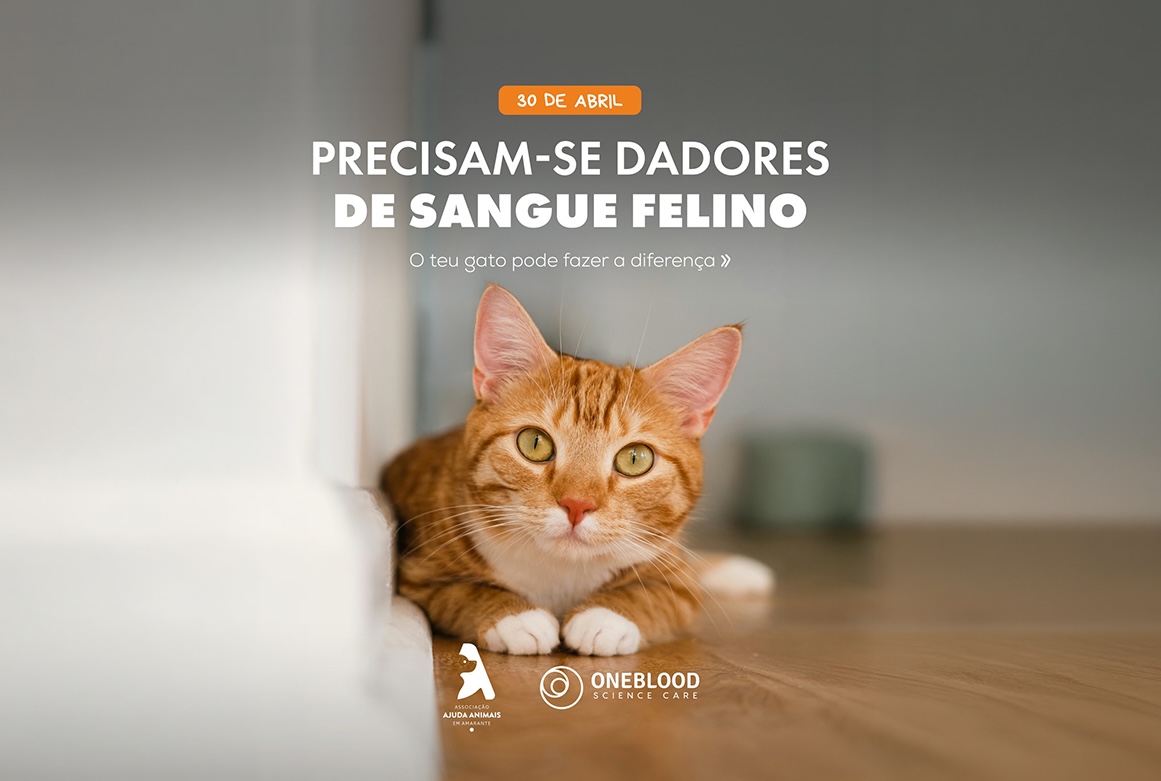 Associação Ajuda Animais de Amarante procura dadores de sangue felino para 30 de abril