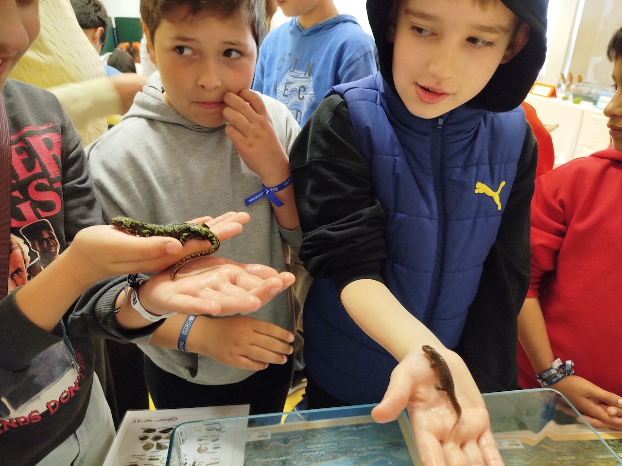 Atividade educativa sobre anfíbios sensibiliza alunos do Centro Escolar de Campelo (Baião)