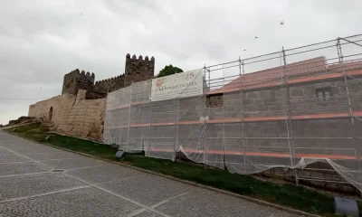 Andorinhões-pretos da muralha de Trancoso em risco devido a