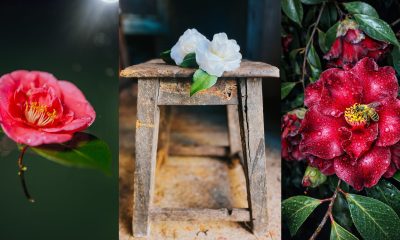 Fotografia “Entre Dois Mundos” vence Prémio de Fotografia “Camellia” da Festa Internacional das Camélias