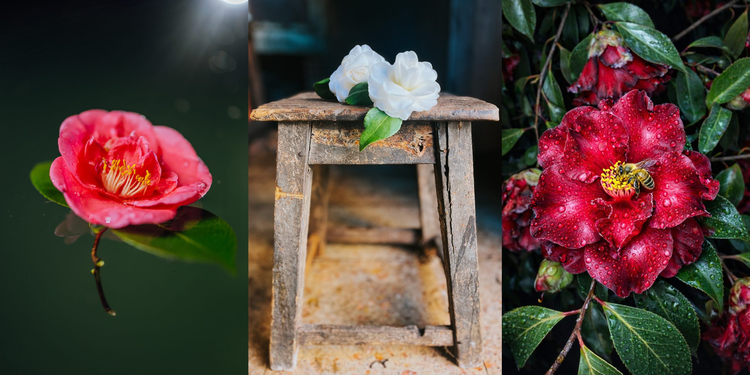 Fotografia “Entre Dois Mundos” vence Prémio de Fotografia “Camellia” da Festa Internacional das Camélias