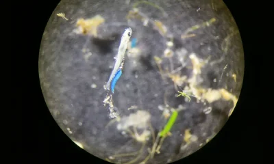 CIIMAR deteta microplásticos em larvas de peixes logo após a eclosão