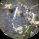 CIIMAR deteta microplásticos em larvas de peixes logo após a eclosão