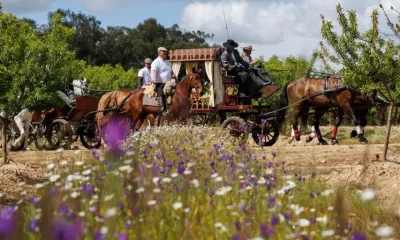 Mais de mil romeiros esperados no sábado em Viana do Alentejo – ODigital.pt