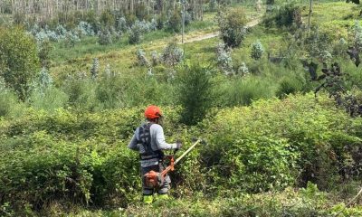 Paços de Ferreira avança com trabalhos de prevenção de incêndios em sete freguesias
