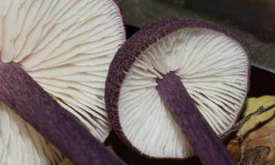 Inventário micológico em Lousada identifica 196 espécies de fungos, com quatro novos registos para Portugal