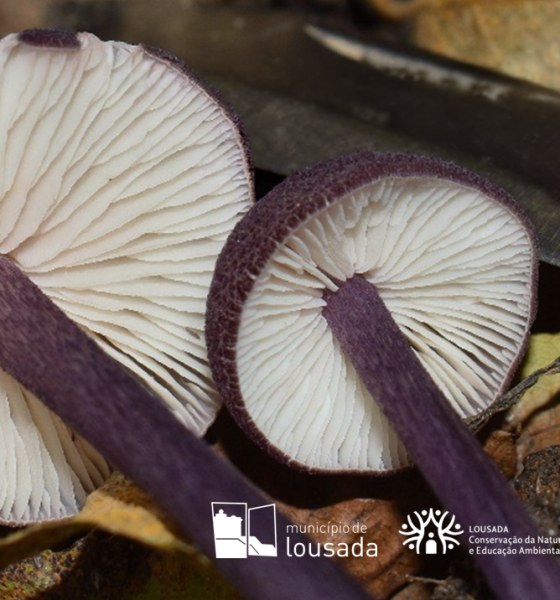 Inventário micológico em Lousada identifica 196 espécies de fungos, com quatro novos registos para Portugal
