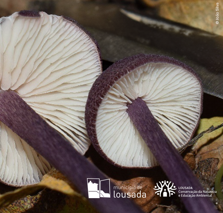 Inventário micológico em Lousada identifica 196 espécies de fungos, com quatro novos registos para Portugal