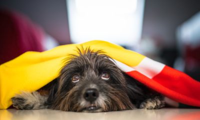 Recomendações gerais para proteger animais de companhia durante fogo de artifício em festividades