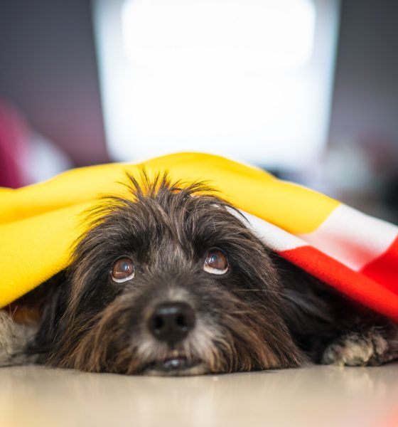 Recomendações gerais para proteger animais de companhia durante fogo de artifício em festividades