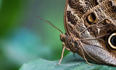 Workshop de Macrofotografia na Mata de Vilar em Lousada decorre a 18 e 19 de abril